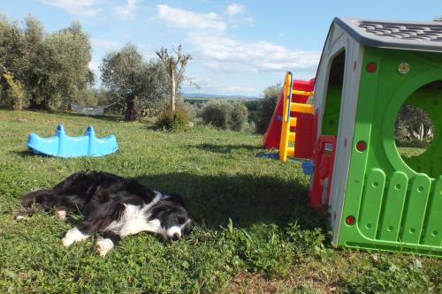 a dog laying in the grass next to a play set at Casetta dell`Uliveto in Macchiascandona