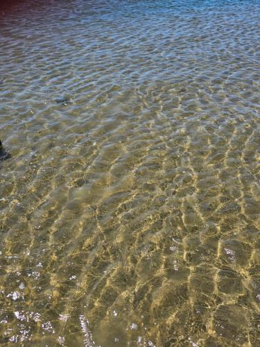 Le barracuda du port