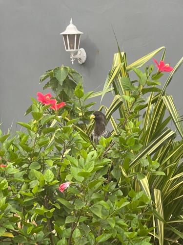 Jardín al aire libre en Bruks Guest House