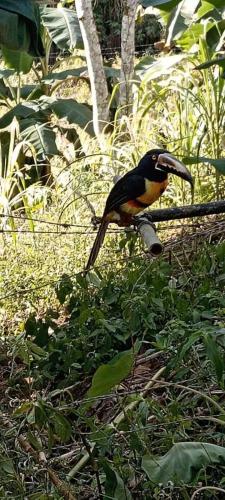 Altri animali domestici presso la casa vacanze o nei dintorni