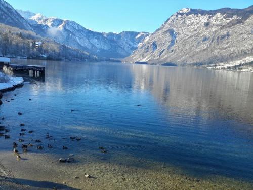 a bunch of ducks swimming in a lake with mountains at Mountain view in Bohinj in Bohinj