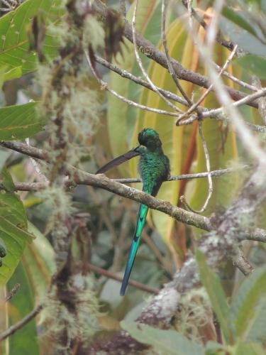 a green bird perched on a tree branch at Sierra de viboral adventures in Medellín