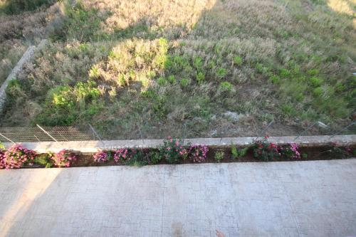 an overhead view of flowers in a garden at Bujtina Eleni in Himare
