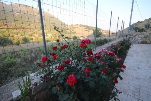a bunch of red flowers in front of a fence at Bujtina Eleni in Himare