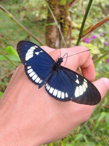 a person holding a blue and white butterfly in their hand at Sierra de viboral adventures in Medellín