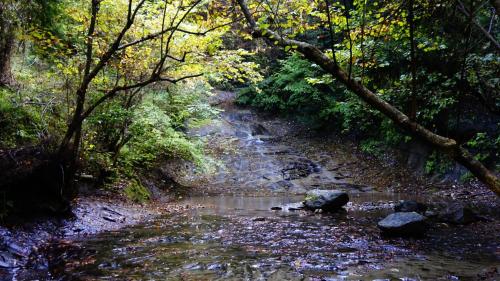 a stream in the middle of a forest with trees at Hotel Crown Hills GOI in Ichihara
