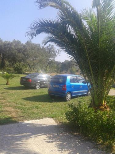 two cars parked in a field next to a palm tree at Georgia Apartments in Roda