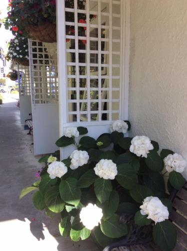 a bunch of white flowers in front of a window at Waimarie on Riverside Motel & Apartments in Nelson