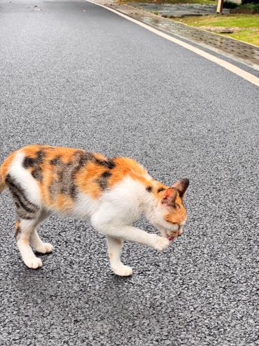 a cat walking down a road with its head in the street at Home Inn Huayi Selected Yellow Crane Tower Tang Hualin Branch in Wuhan