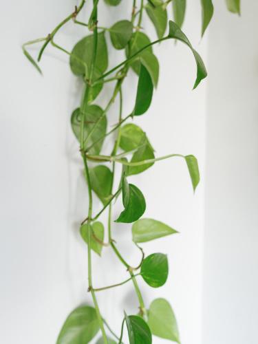 a plant with green leaves on a white wall at L'Oxalis villa (Le Cocon) in Bullion