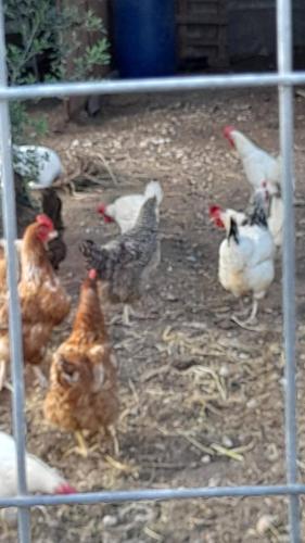 a group of chickens standing around in a cage at Masseria Le Mesolecchie in Crispiano