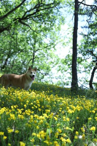 a dog is standing in a field of flowers at Sunchill luxurious wood house in Saint-Antonin