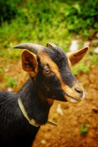 a black and orange goat standing on a dirt field at El Tujo in Obregon