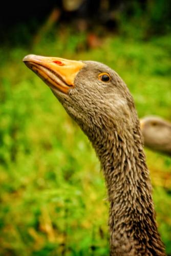 a close up of a goose with an orange beak at El Tujo in Obregon