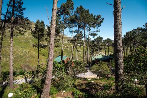 a cabin in the woods with trees at Highlands Lodge Mountain Retreat in George