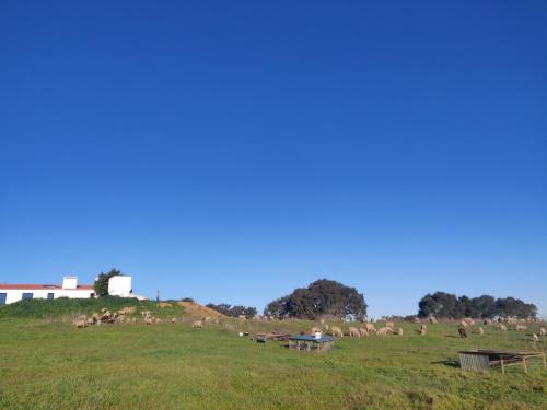 a herd of animals grazing on a grassy field at Monte do Roque in Évora Monte