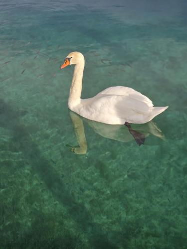 a white duck swimming in the water at Die Landhausvilla in Unterach am Attersee in Unterach am Attersee