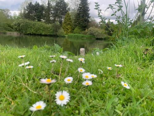 a field of flowers in the grass next to a pond at Le Petit Paradis de Marcelise in Le Ponchel