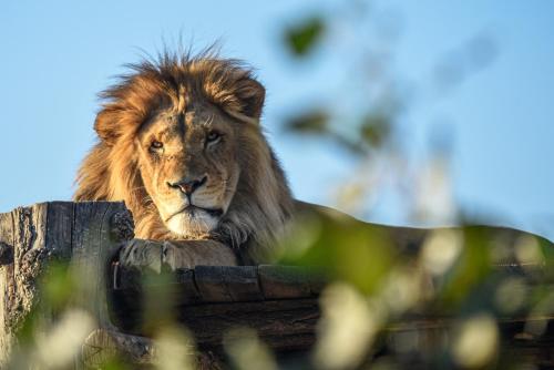 a lion sitting on top of a wooden fence at Emerald Residence Apartments in Dunajská Streda