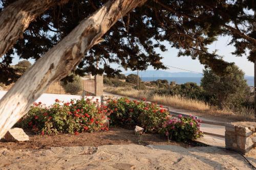 a flower garden with flowers and a tree at Aurea Blu Studio 10 Dreaming, beach, tranquility, sea in Aliko Beach