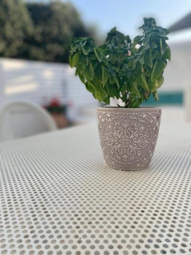 a vase with a plant in it sitting on a table at Philia villas in Agkidia