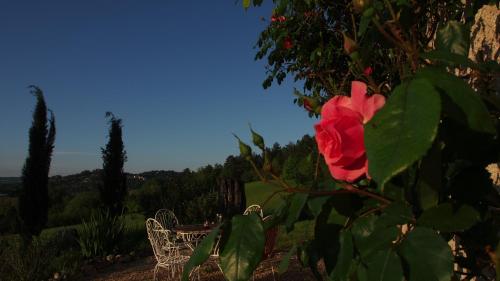 a red rose on a bush with a bench at La Bastide Portoly Gîte "Les Deux Cèdres" in Penne-dʼAgenais
