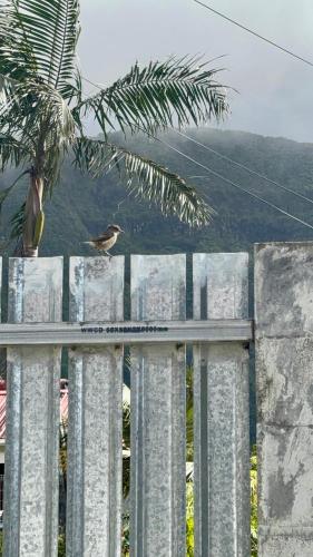 a bird sitting on top of a fence at Maison Arum in La Plaine des Palmistes