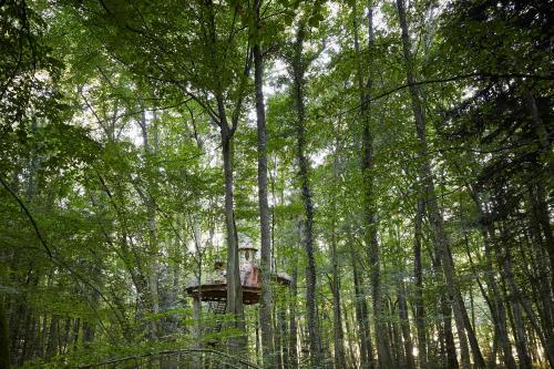 a tree house in the middle of a forest of trees at Cabanes de la Grande Noe in Les Épasses