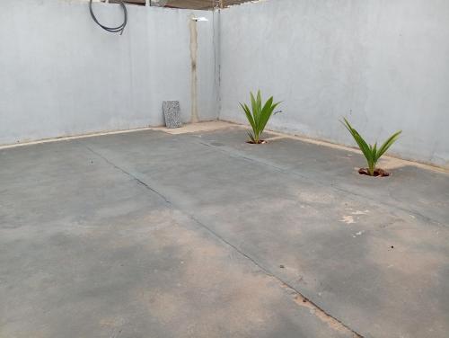 two plants sitting in the middle of a patio at Casa de férias Pôr do Sol in Presidente Epitácio