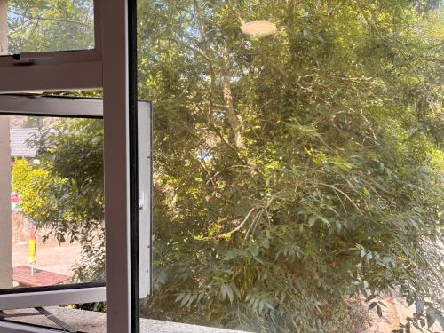 a tree is seen through a window at The Park Lodge in Kinsale