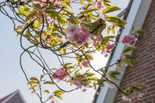 a tree with pink flowers in front of a building at Appartementhaus Alt Büsum in Büsum