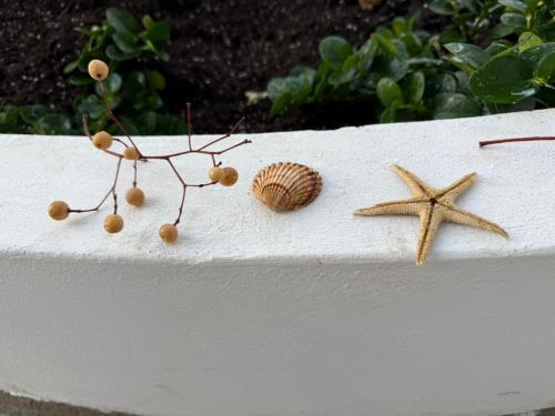 two starfish and a shell on a white wall at White Sea in Kavala