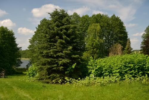 a large pine tree in a field next to a lake at Drzemalik wypoczywaj z KLASĄ in Skarlin
