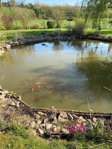 a pond with a bunch of fish in it at Le Chalet Cavronnais in Cavron-Saint-Martin