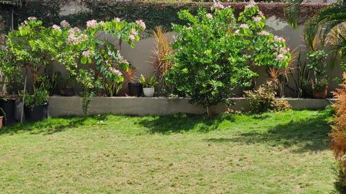 a garden with potted plants and a wall at Tata's Apartment, Confortable y con Piscina in San Pedro Sula