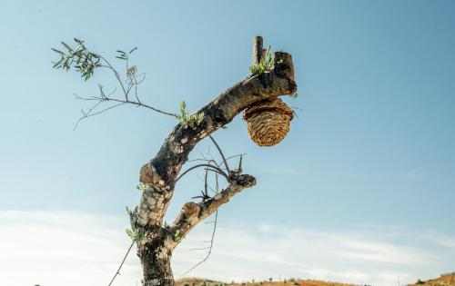 a tree with a nest in the top of it at Portugals Infinity Eco Suite Resort in Tavira
