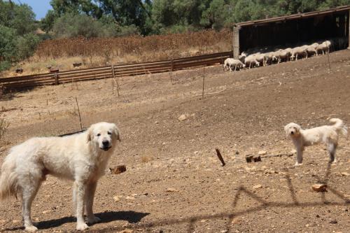 Άλλα ζώα σε αυτό το διαμέρισμα ή στη γύρω περιοχή