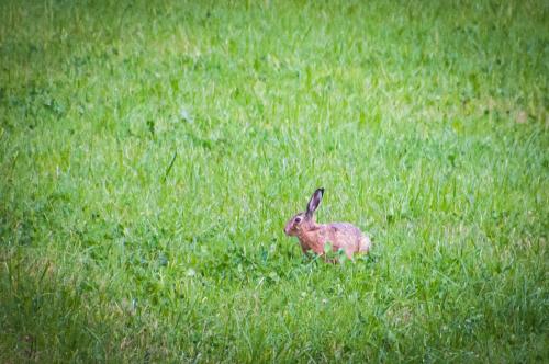 a rabbit standing in a field of grass at Slow Life Sweden - Nature Nesting Tent 