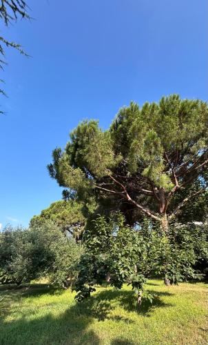 a large pine tree in a grassy field at Oasis de verdure en centre-ville - jacuzzi privé in Mandelieu-la-Napoule