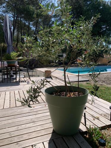 a potted tree in a pot on a wooden deck at Le chant des cigales in Villemoustaussou