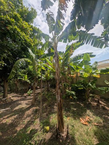 a group of banana trees in a garden at TwentyFive at Tower Isle in Tower Isle