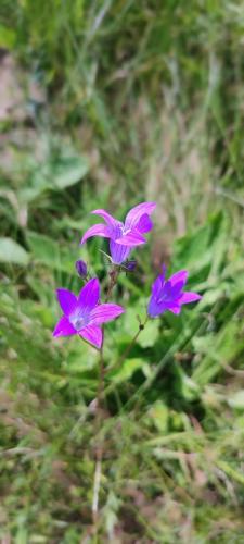 a group of purple flowers in the grass at Chutor Grzegorza in Wysowa-Zdrój