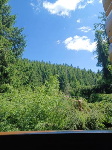 a view of a forest from a train window at Chata Safran in Donovaly