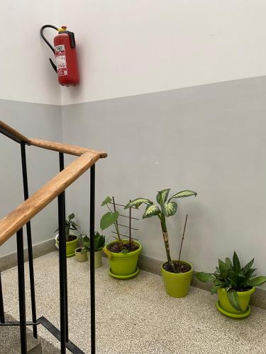 a group of potted plants sitting on a staircase at Apartman 'City View' Popovača in Popovača
