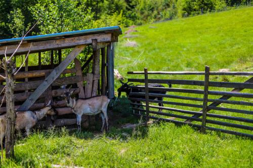 two goats are standing next to a fence at Willa Jaworzynka 1103 K Istebnej in Jaworzynka