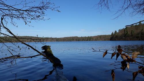 a dog sitting on a branch in the water at Forsthaus Großmenow in Fürstenberg-Havel