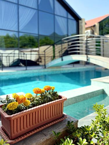 a pot of flowers sitting next to a swimming pool at Qabala Twins Villa two in Gabala