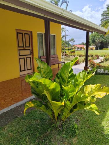 a plant in front of a yellow house at Yoko Termales in Fortuna