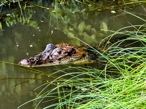 an alligator is floating in the water in the grass at Tambopata Edosikiana Ecolodge in Tambopata