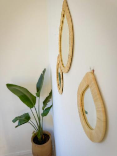 a mirror hanging on a wall next to a plant at Eco Bay Surf Camp in Aourir